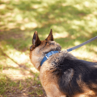 Blue Leather Dog Collar