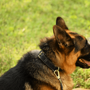 Black Dog Collar