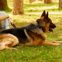 Brown Dog Collar